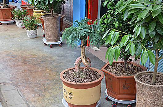 cau bach thu ngay mai