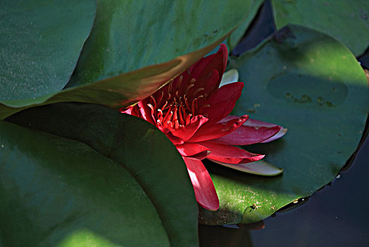 xổ sô hôm nay