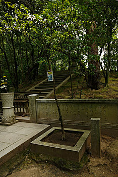 soi số miền bắc