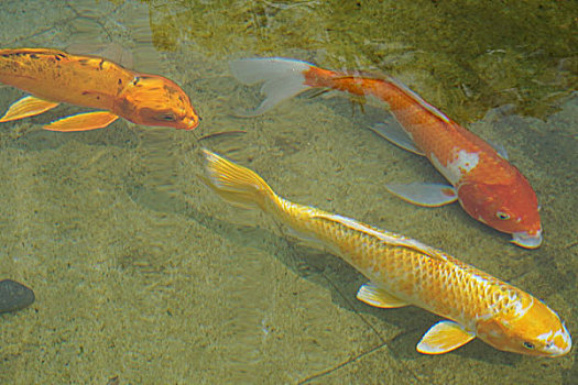 soi cau sieu chuan 888